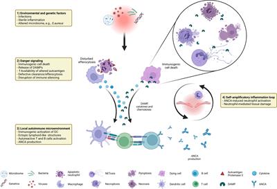 Immunogenic cell death as driver of autoimmunity in granulomatosis with polyangiitis